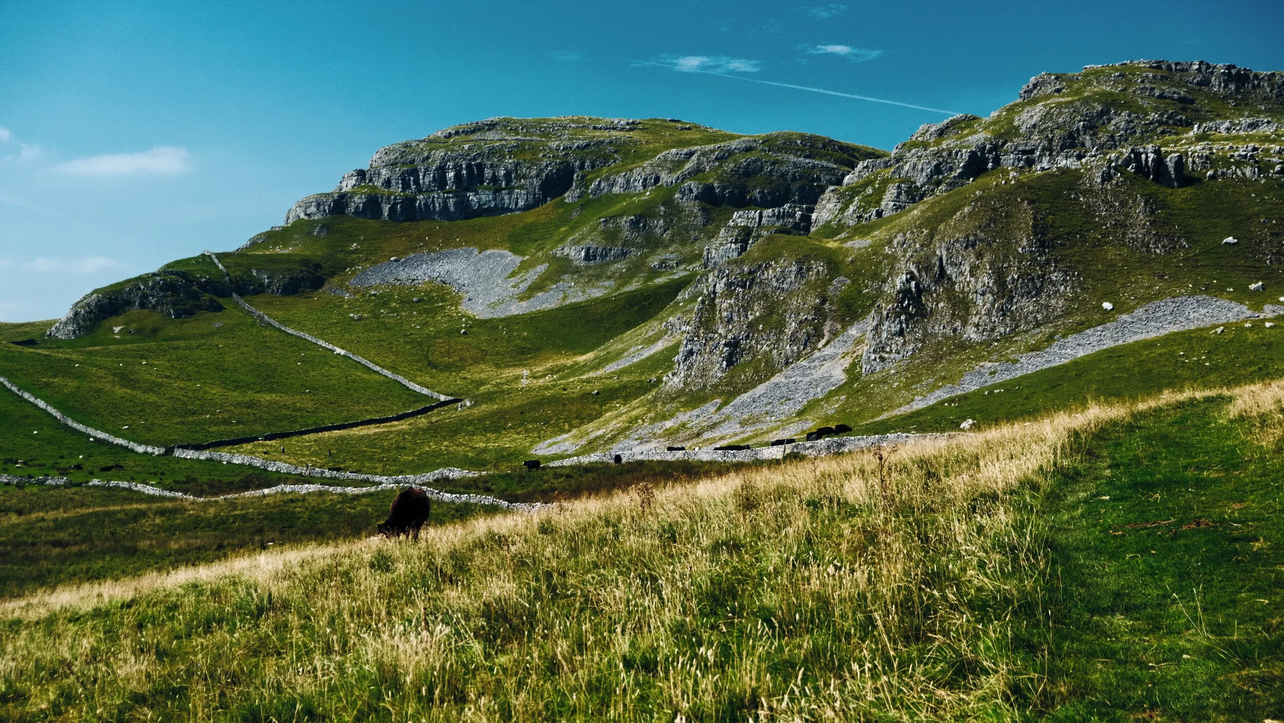  One of Attermire Scar&rsquo;s most famous caves is Victoria Cave, so named because the inner chamber was discovered in 1837 on the day of Queen Victoria&rsquo;s accession. The cave contained fossil remains, including mammoth, straight-tusked elephant, cave bear and hippopotamus,  Bos primigenius  (an auroch), Rhinoceros, and spotted hyenas. Amazing! 
