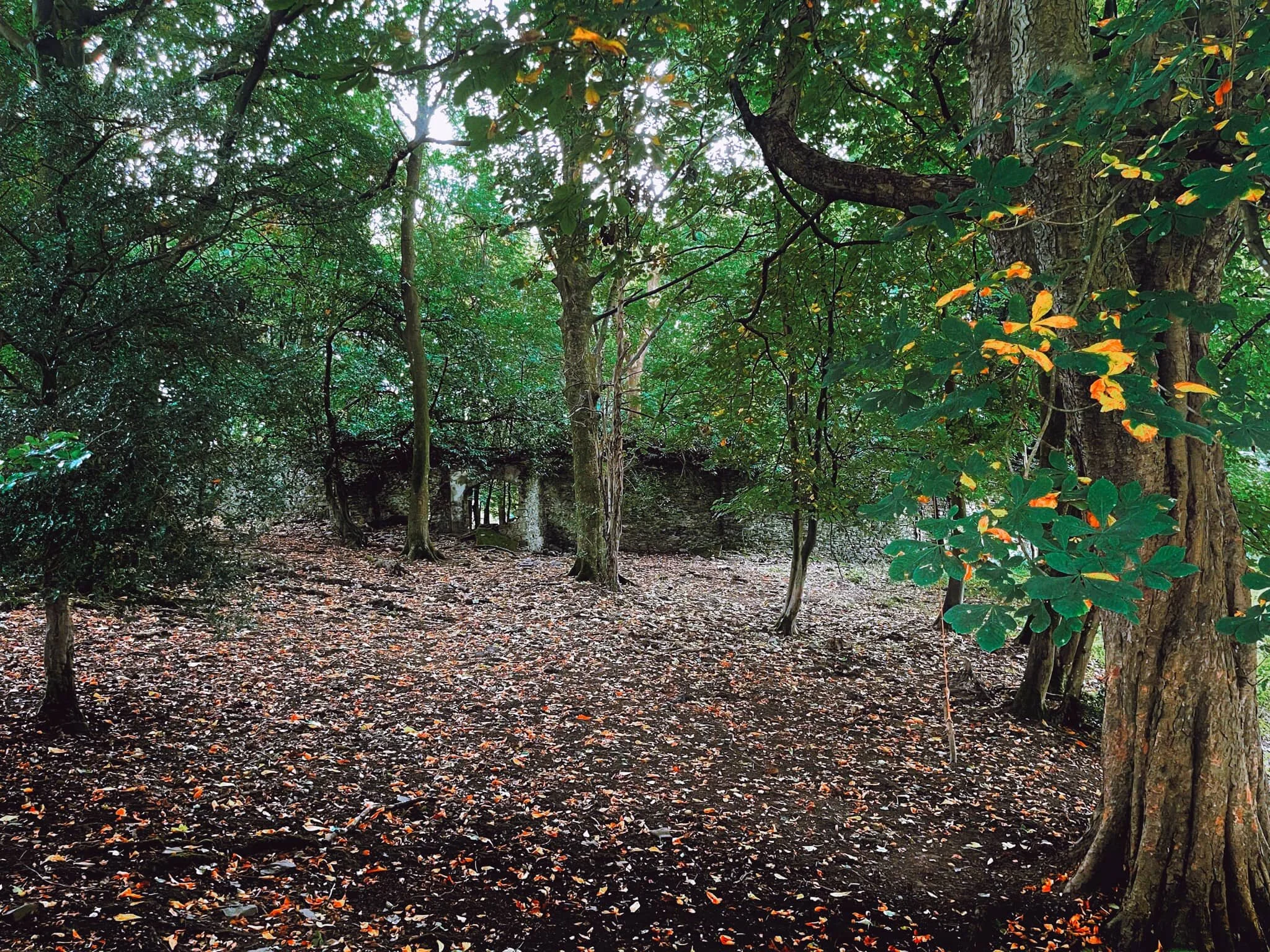  After popping out of the top of the lane, before the railway bridge, there&rsquo;s a little woodland containing these ruins. They&rsquo;re not labelled on any map I&rsquo;ve seen. I wonder what they once were? 