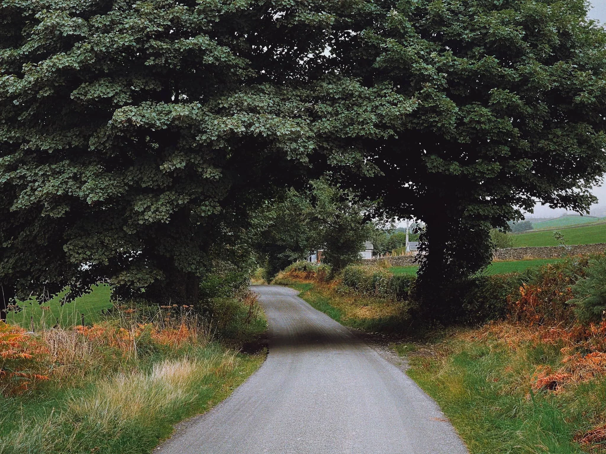  And up on Paddy&rsquo;s Lane! The autumnal colours really starting to appear in Cumbria now. 