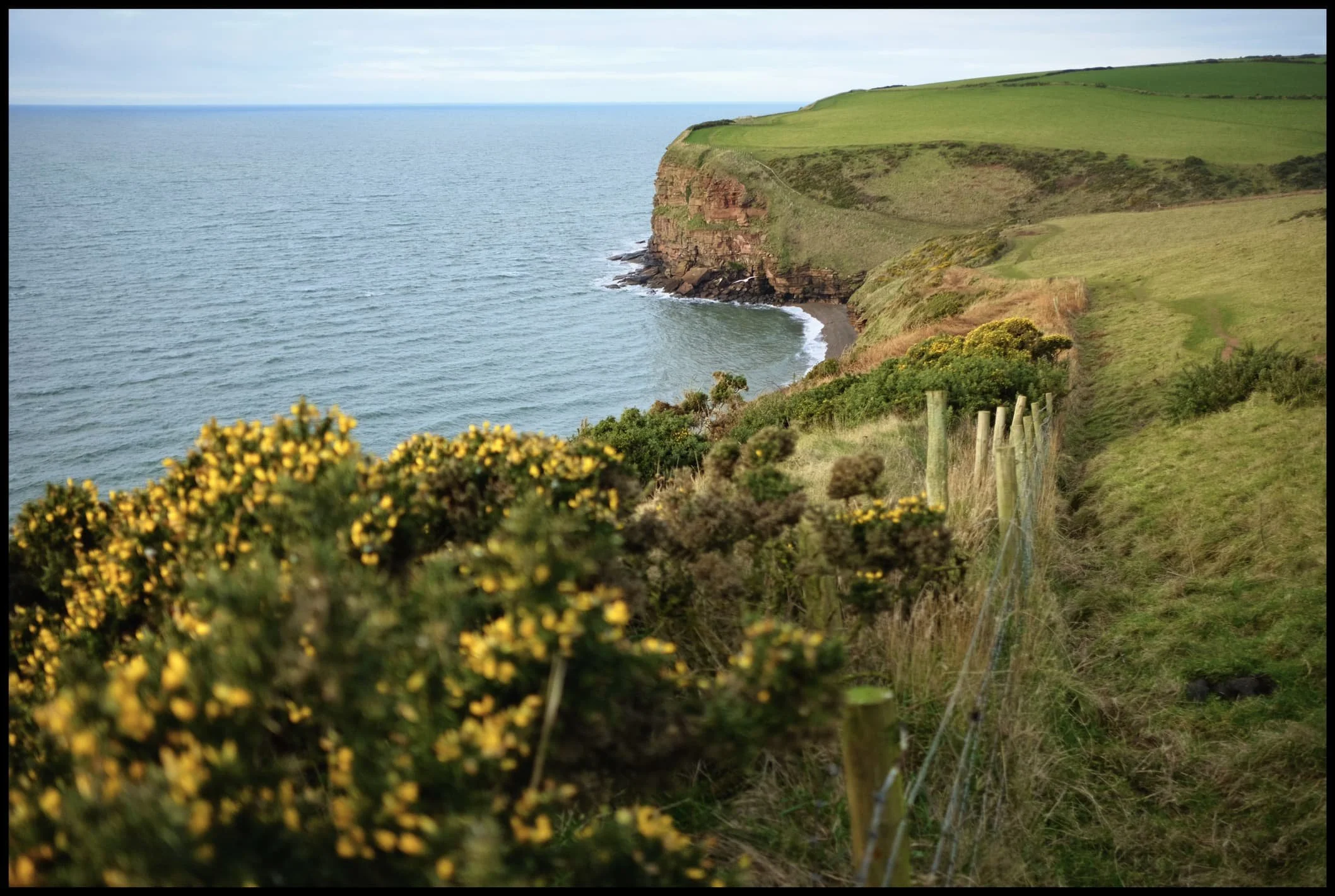  Lots of gorse,  Ulex europaeus , can be around the cliff tops of St. Bees Head. They&rsquo;re not quite flowering yet, but those that have offered a nice composition as we neared Fleswick Bay. 