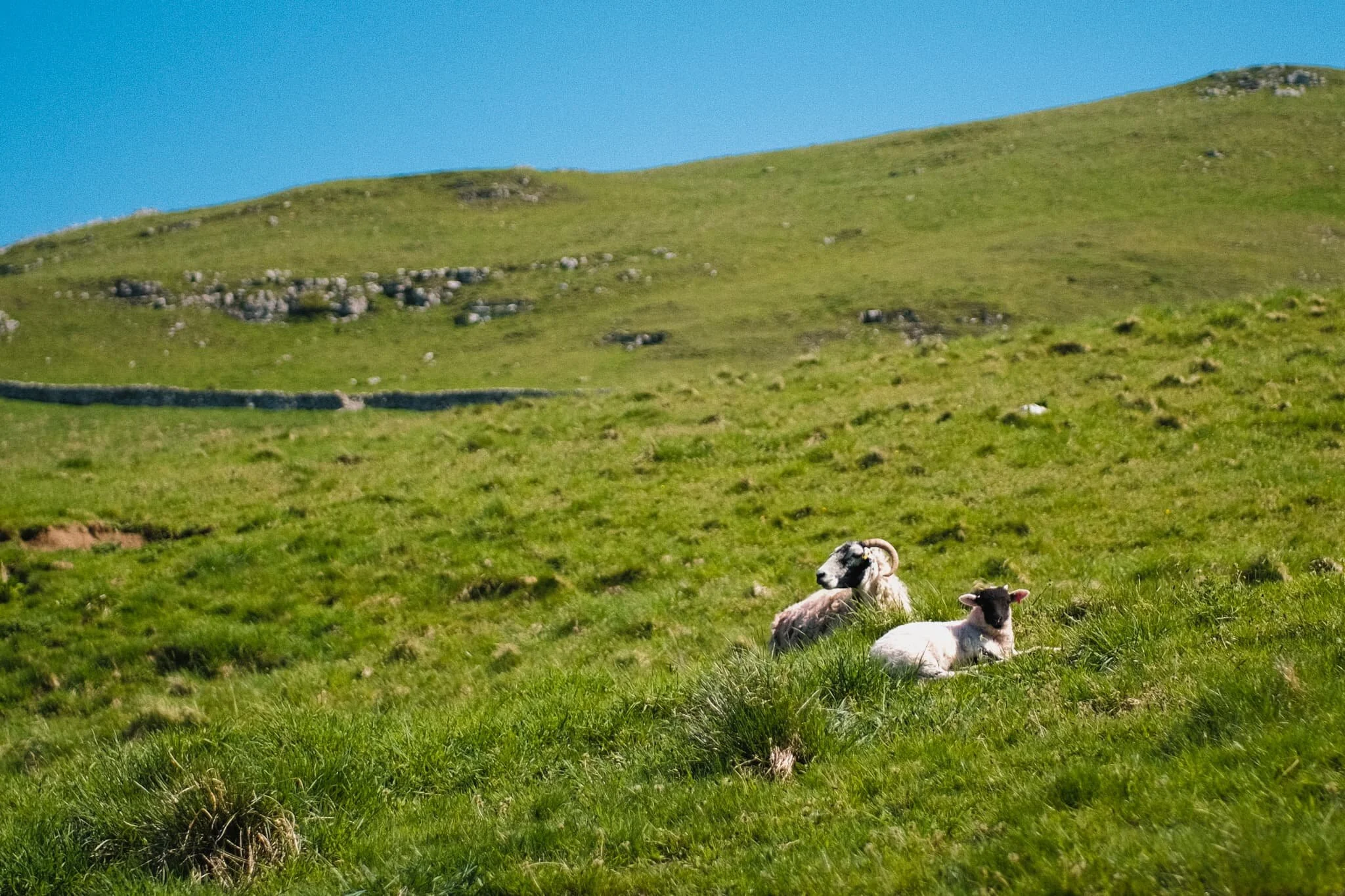  Swaledale ewe and lamb, basking in the day&rsquo;s warmth up the fellside from High Hill Lane. 