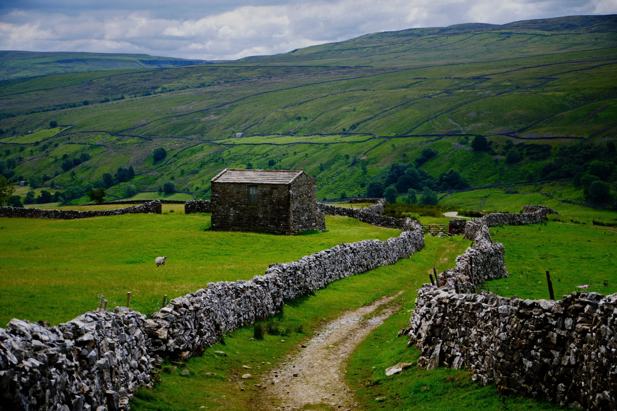  One thing you&rsquo;ll note about Swaledale: there are  lots  of barns dotted about the valley, far more than any other dale in the Yorkshire Dales. 