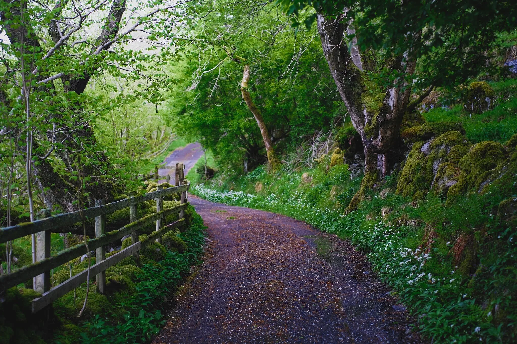 The “road” here gradually transforms into a proper country lane, lined with trees, mosses, lichens, and flowers of all kinds.
