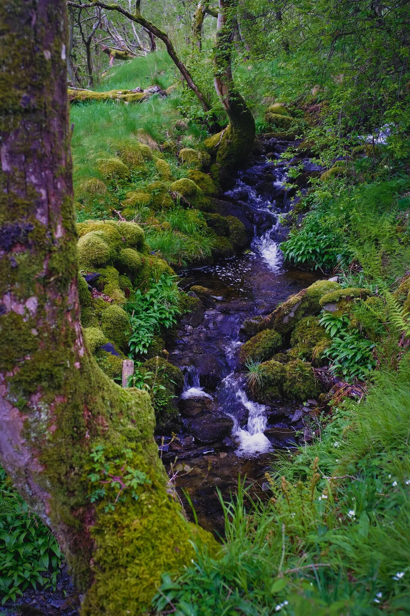 A gorgeous little beck running down the side of the valley. Believe me when I say I had to reduce the saturation in this photo.