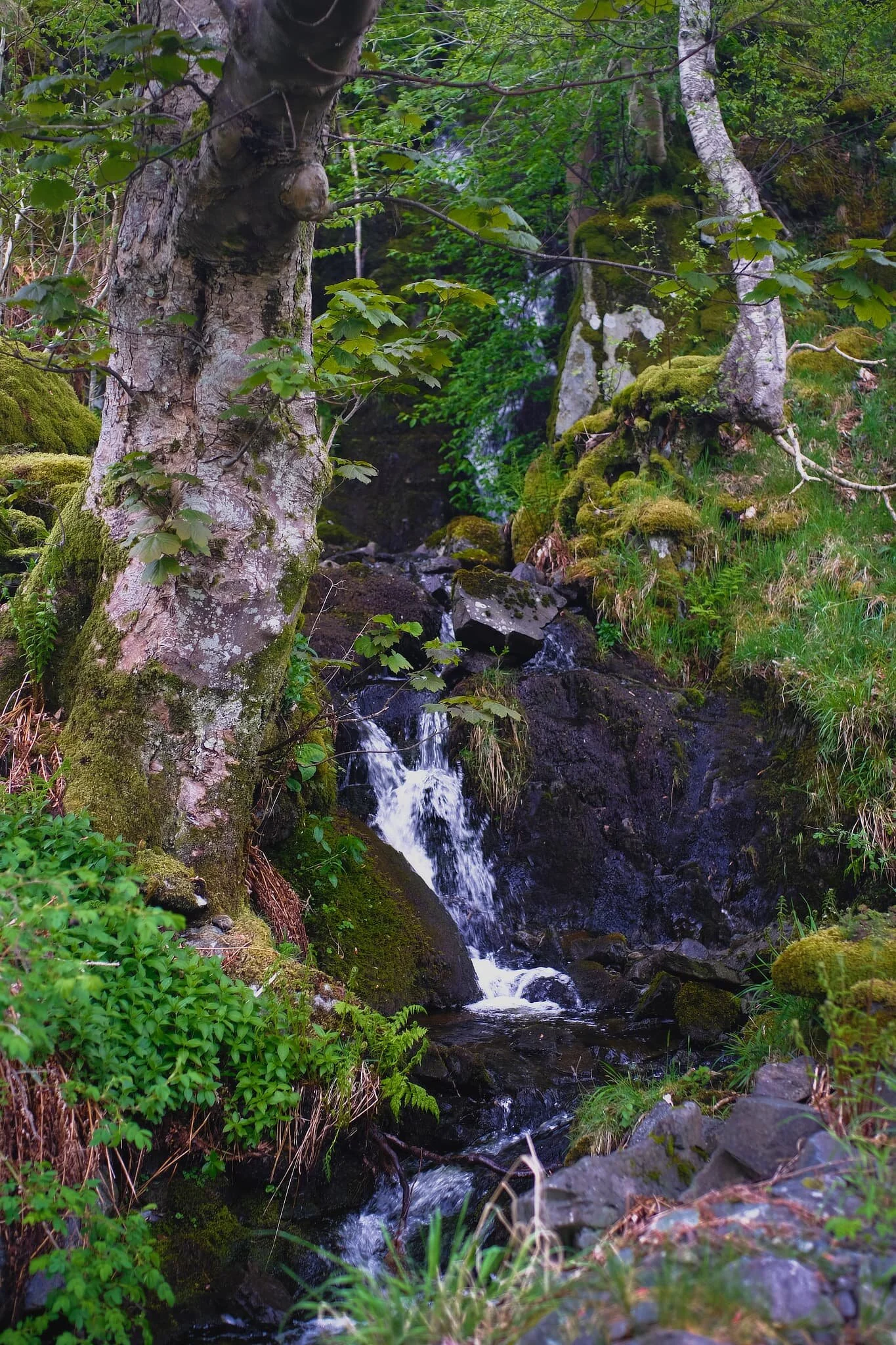 The top of the little beck on the other side of the lane.