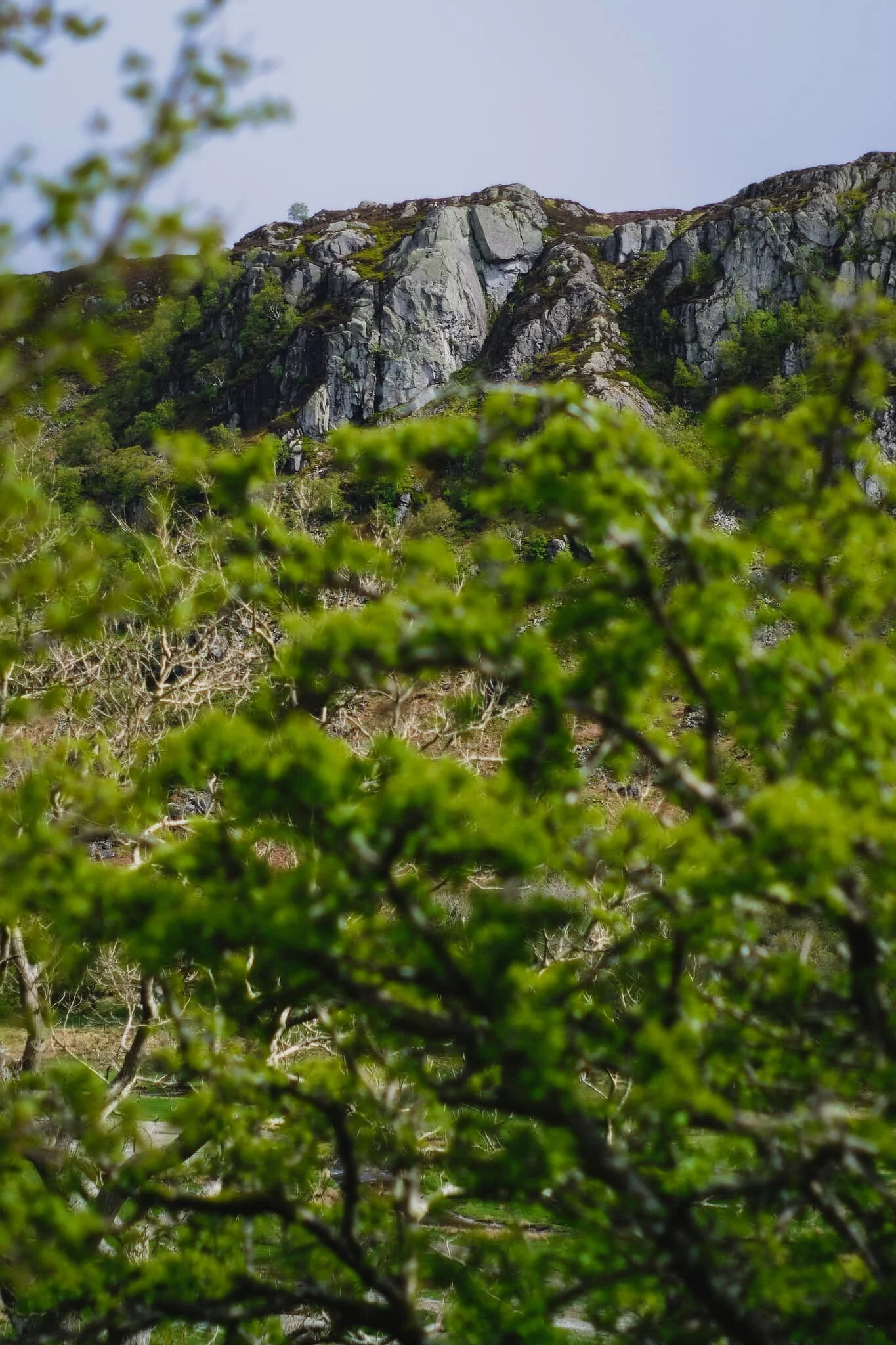 Gouther Crag, from behind the trees.