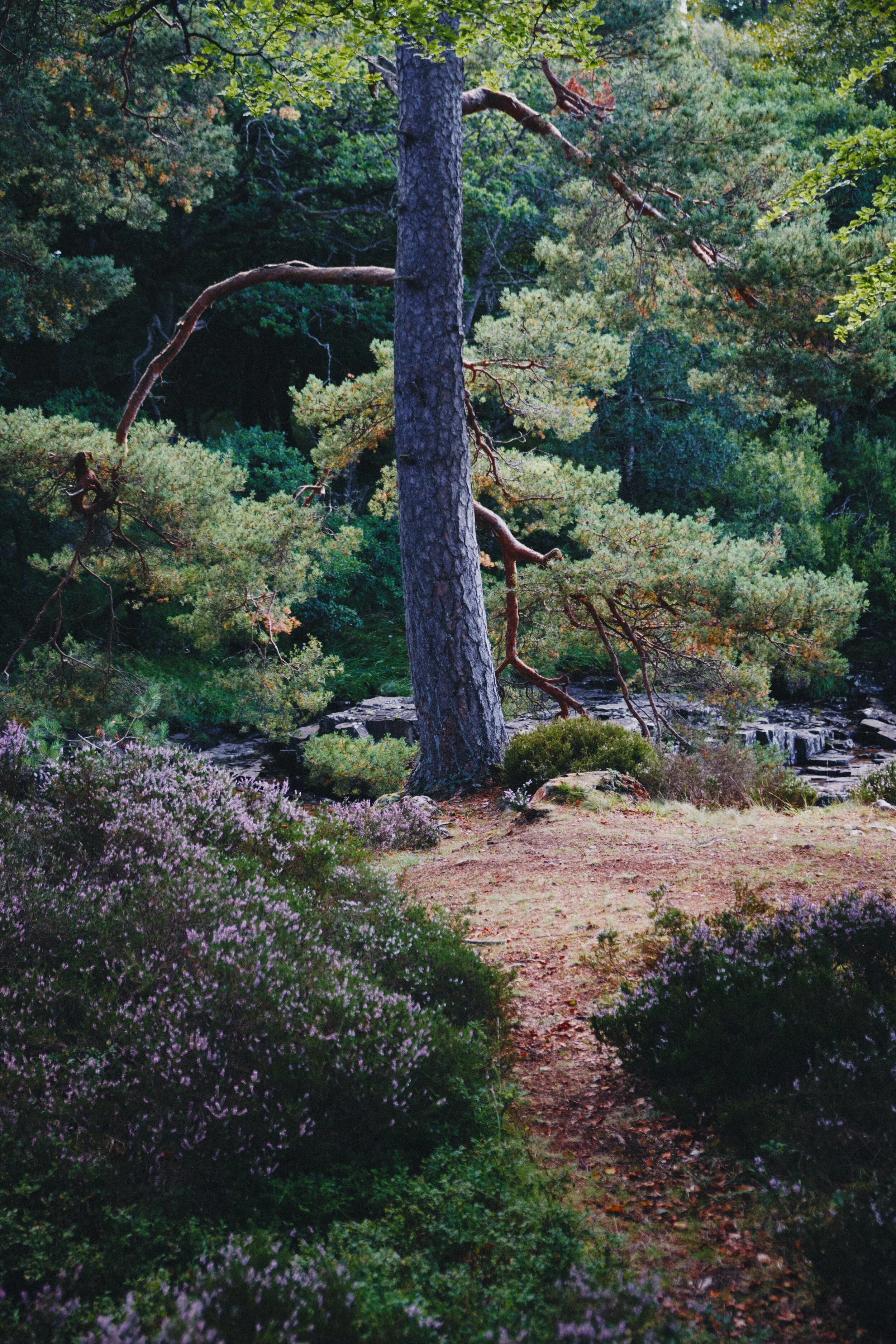 Soft light in the woods around Low Force.