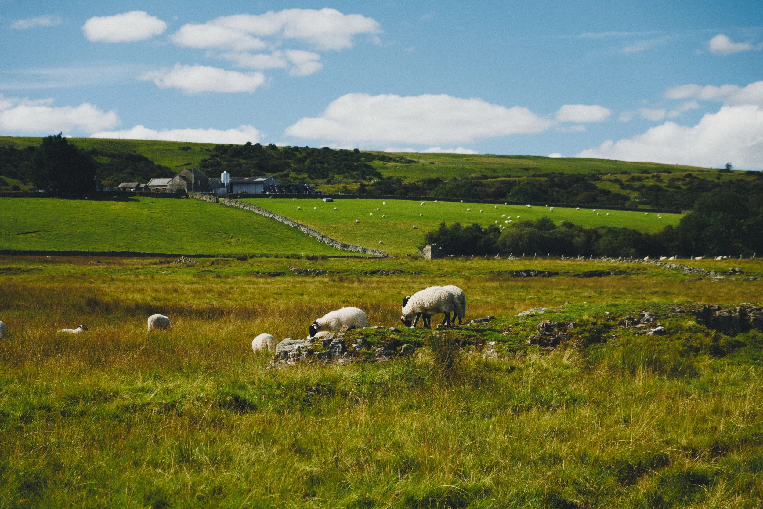 On our way to High Force I catch some Swaledale sheep mucking around on a raised boulder.
