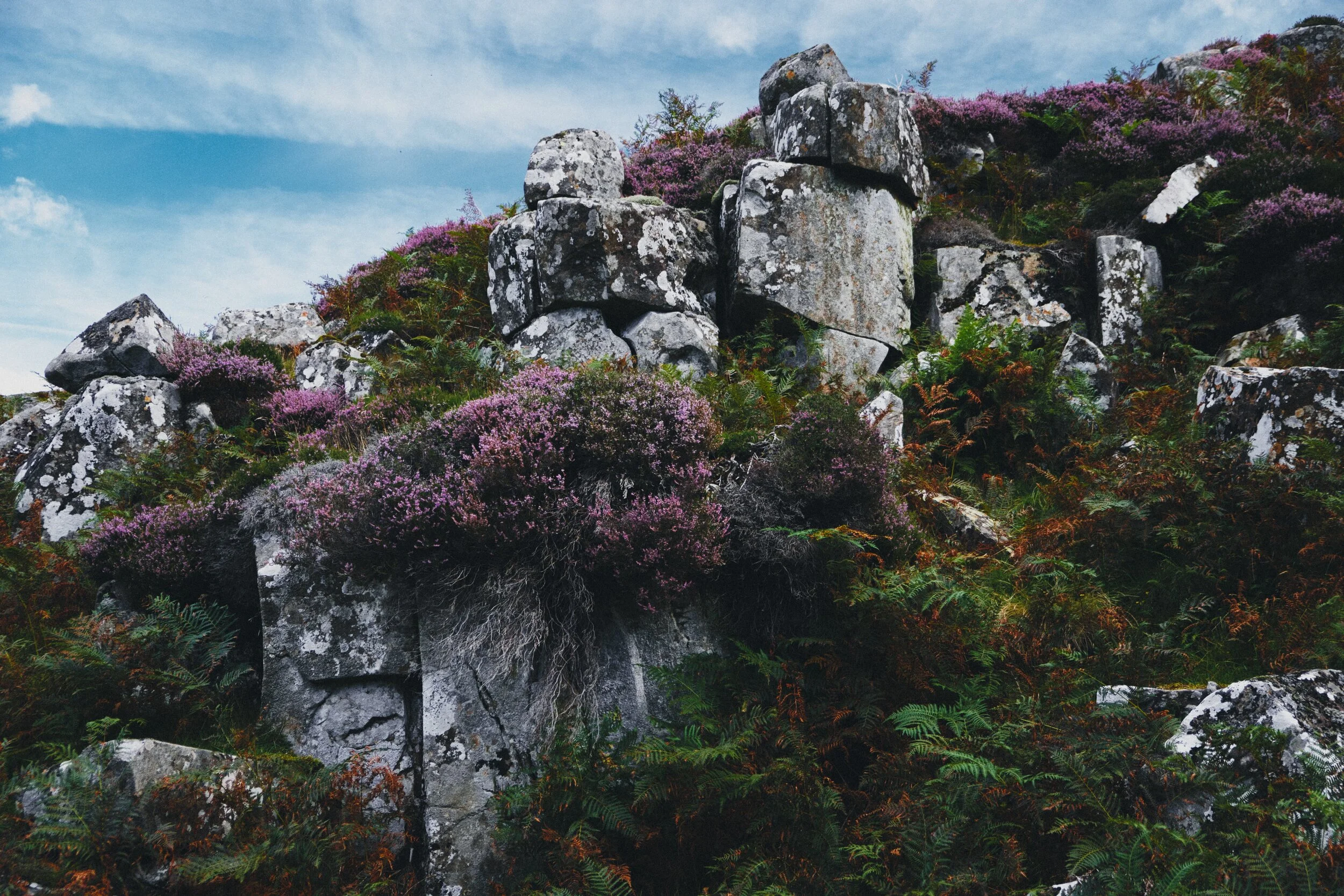 It was lovely to see so much heather ( Calluna vulgaris ) in Upper Teesdale.