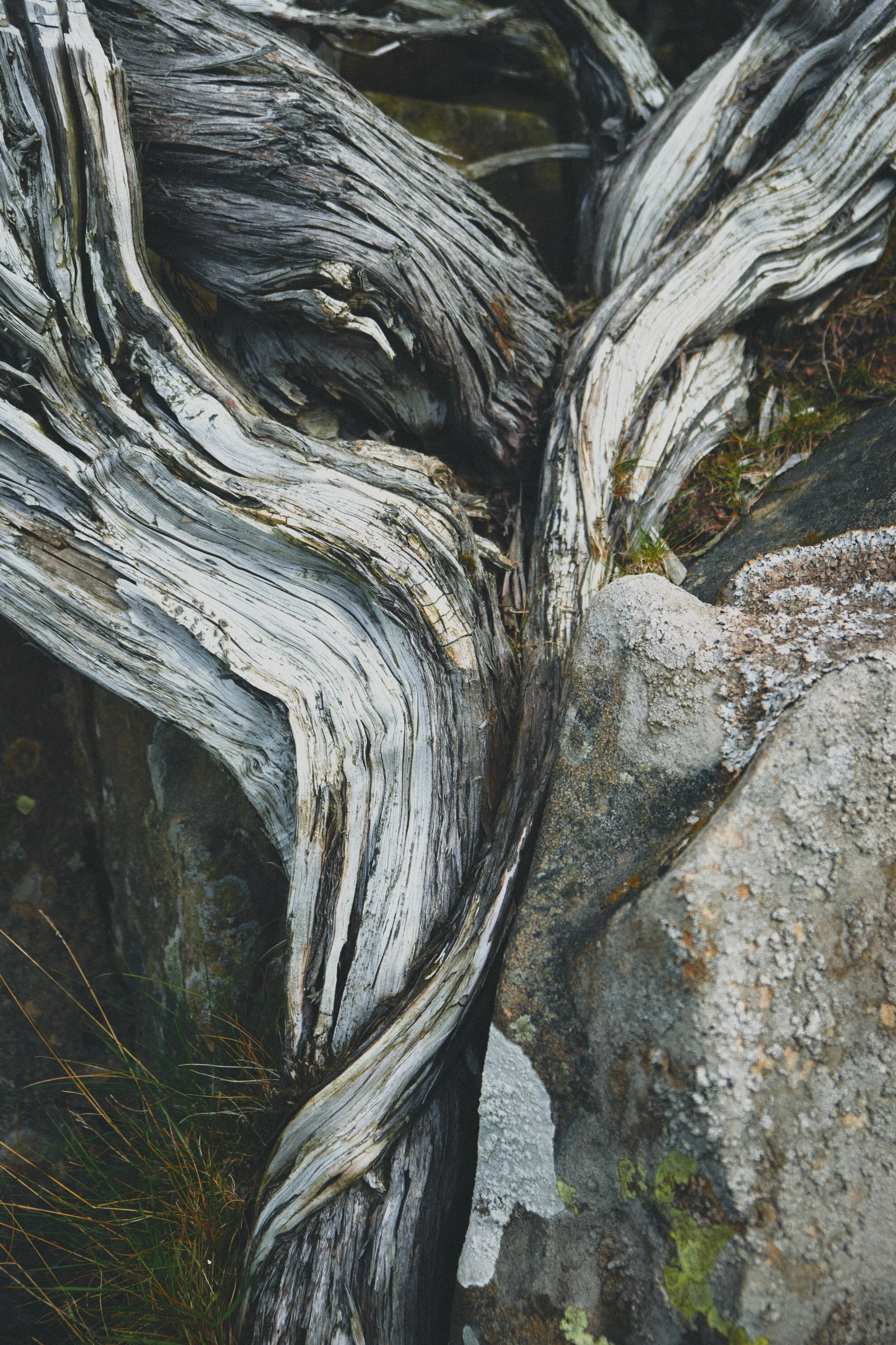 A dead Juniper tree ( Juniperus communis ) enveloped by a boulder.
