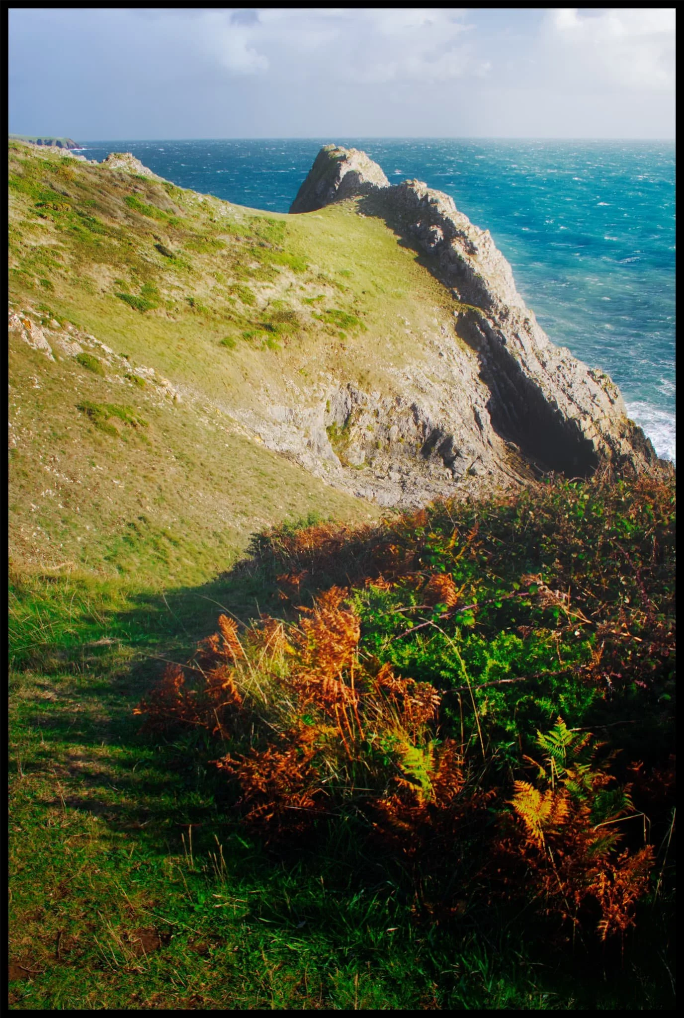  Much of Lydstep Head is owned and maintained by the National Trust. Period regenerative grazing occurs here, but closer to the cliffs the land is largely left to do what it will in the elements. 