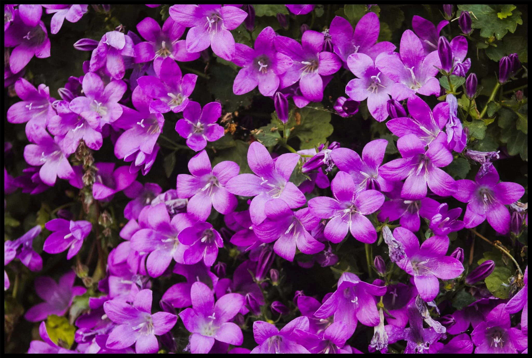  Zooming in on some purple rock cress, utilising the Vivitar&rsquo;s macro-focussing capabilities. 