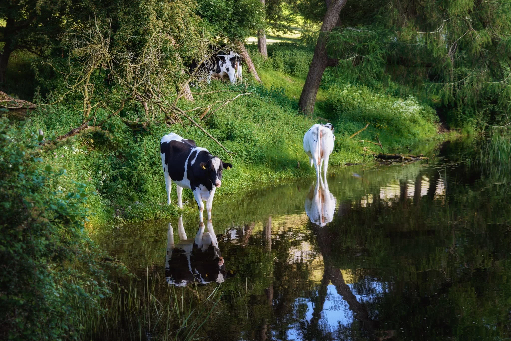  Nearer Duke&rsquo;s Bridge, a load of local cows have found their way to the canal for a wee drink. 
