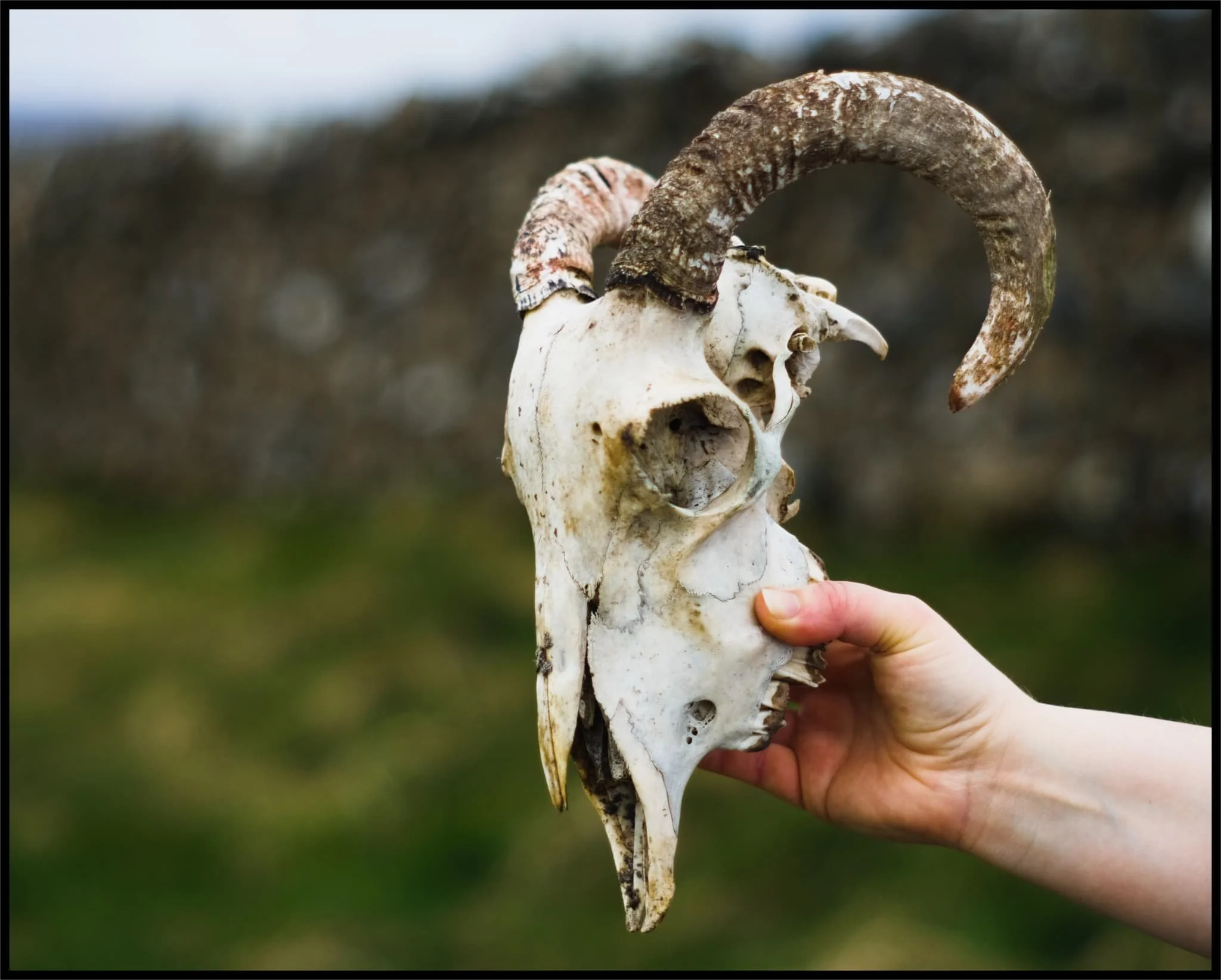  A great discovery! Hanging on a branch near our parking spot was this beautifully preserved sheep&rsquo;s skull, probably a Swaledale. We took it home. Isn&rsquo;t it beautiful? 