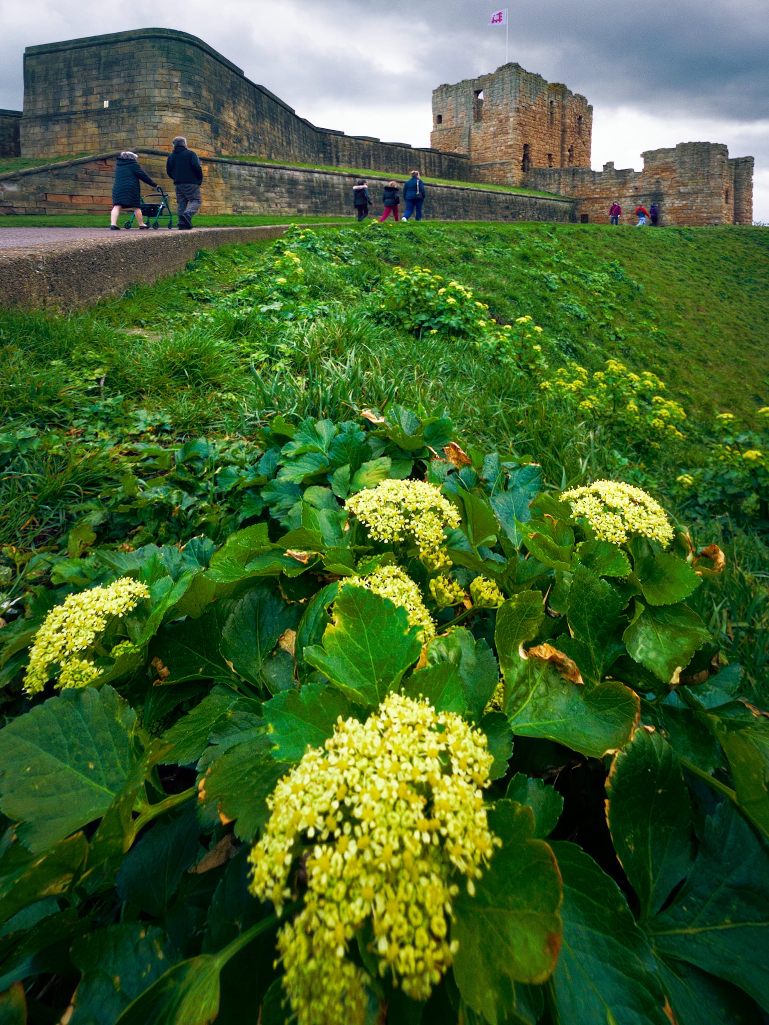 Beneath the priory lots of Smyrnium olusatrum grows, giving a pleasing foreground composition.