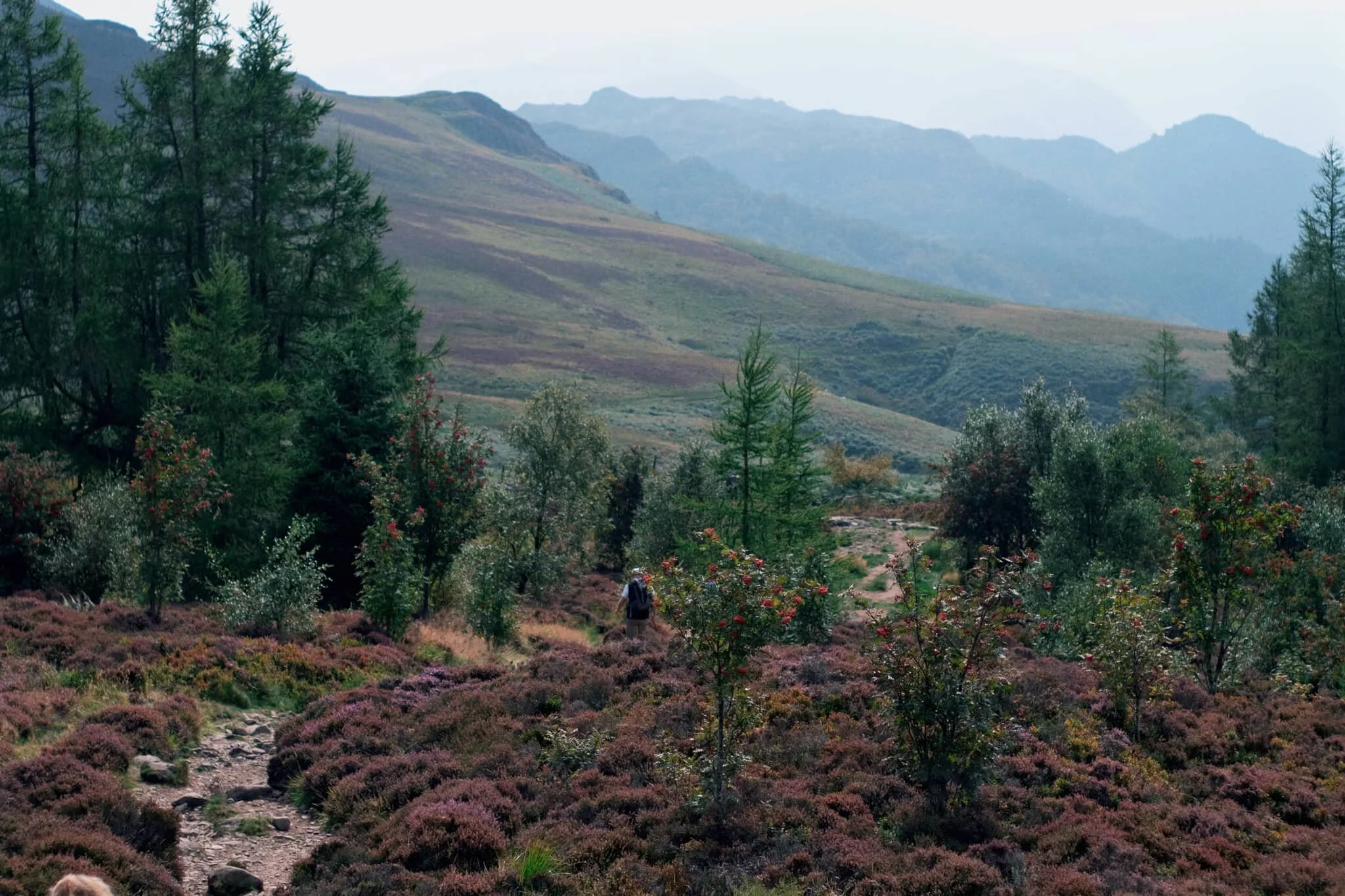  After taking everything in, it was time to follow the trail back down from the summit towards the main path off Walla Crag, with heather still in abundance. 