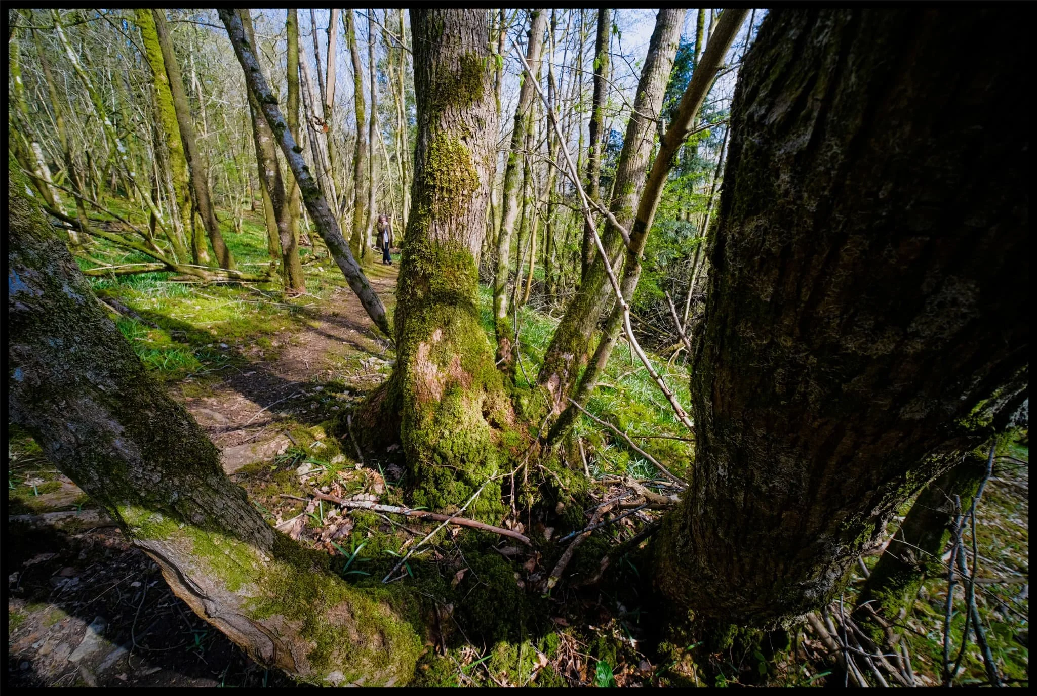  Nowt in the way of daffodils in Warriner&rsquo;s Wood, but the leaves of bluebells are plentiful. This place will host a glorious carpet of them in a month&rsquo;s time. 
