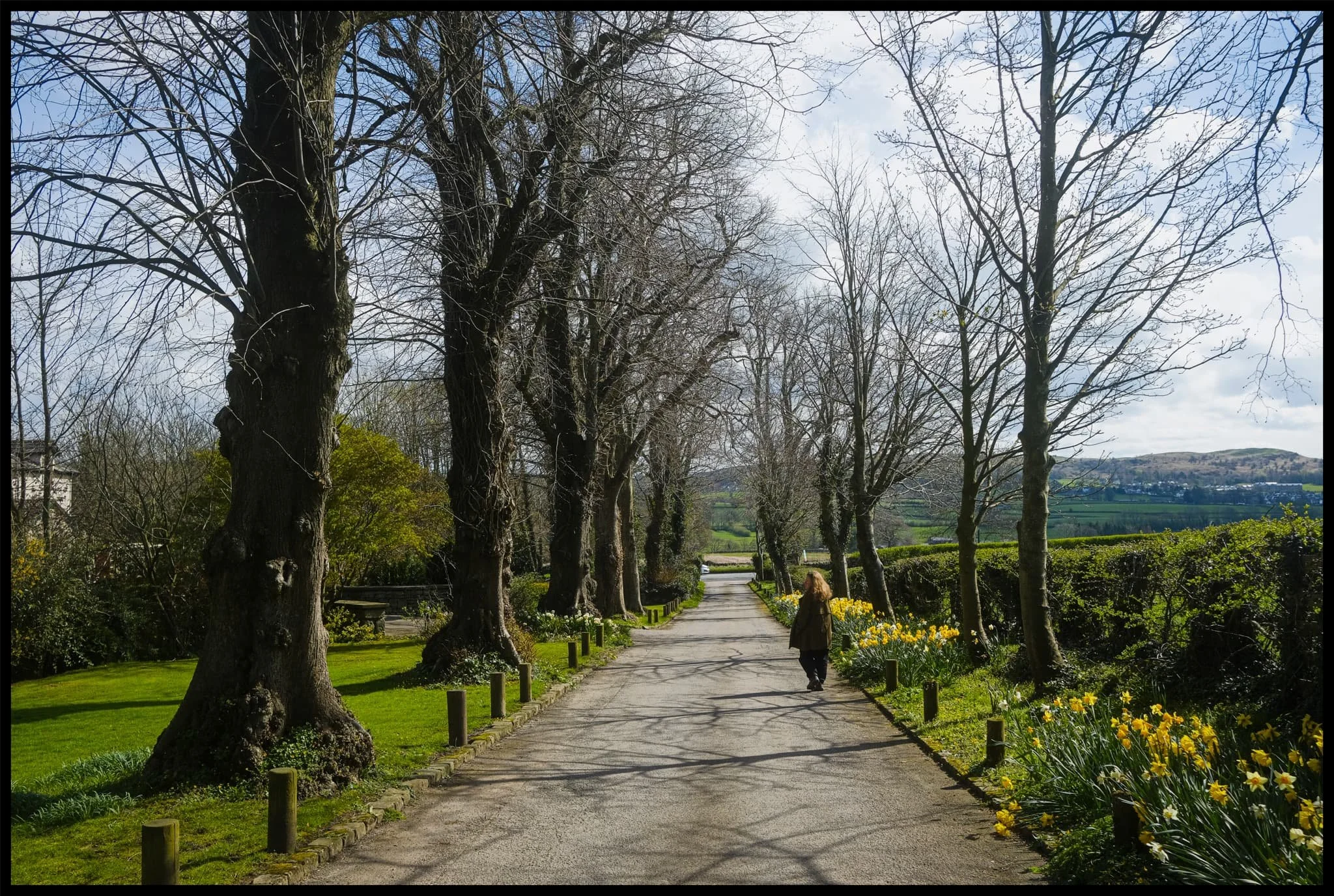  The road back to Kendal, lined with the last of this season&rsquo;s daffodils. 