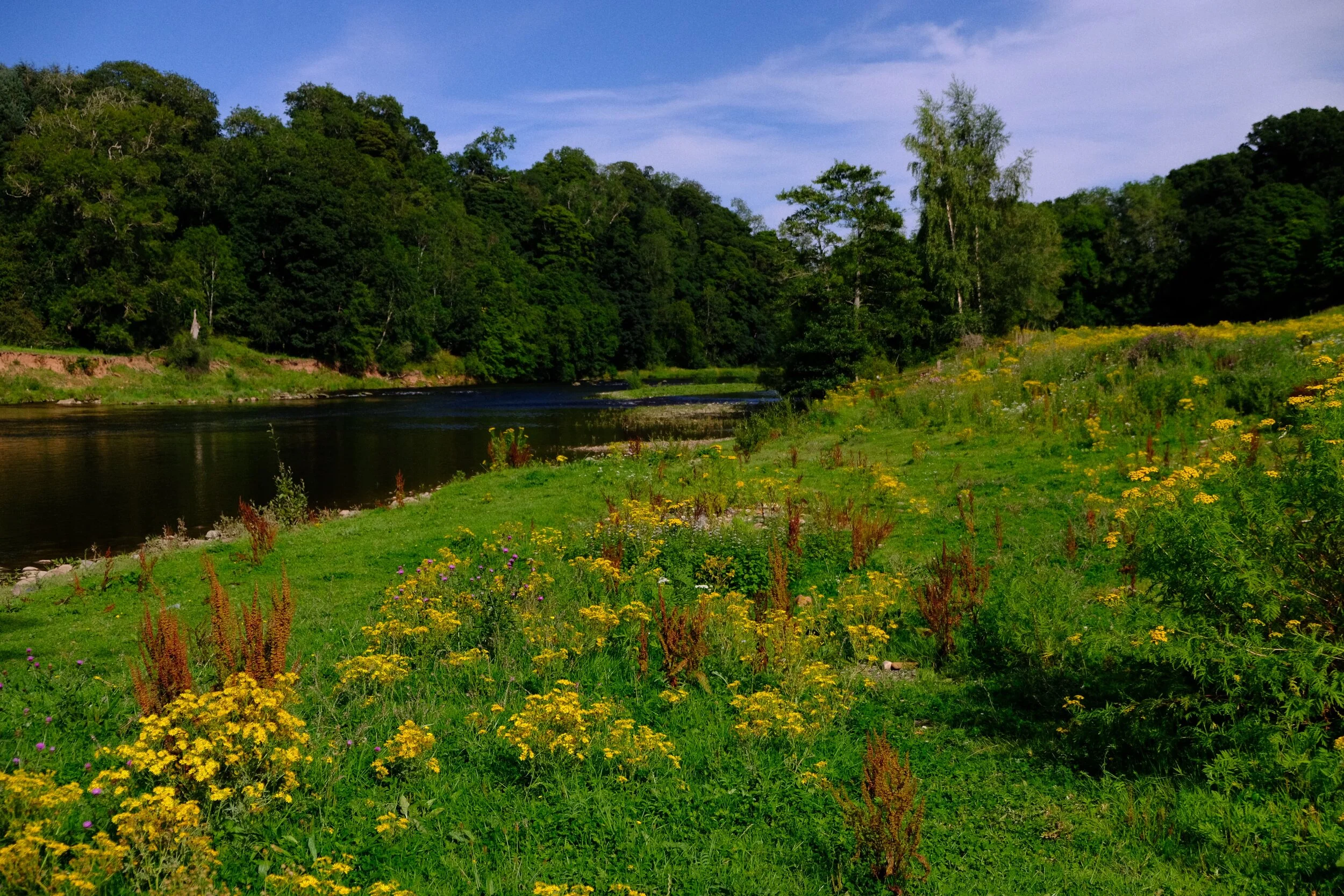  And then we exited the woodland and…  wow . Flowers  everywhere  (Velvia, ISO800, f/3.2, 1/2500sec. @ 25.4mm) 