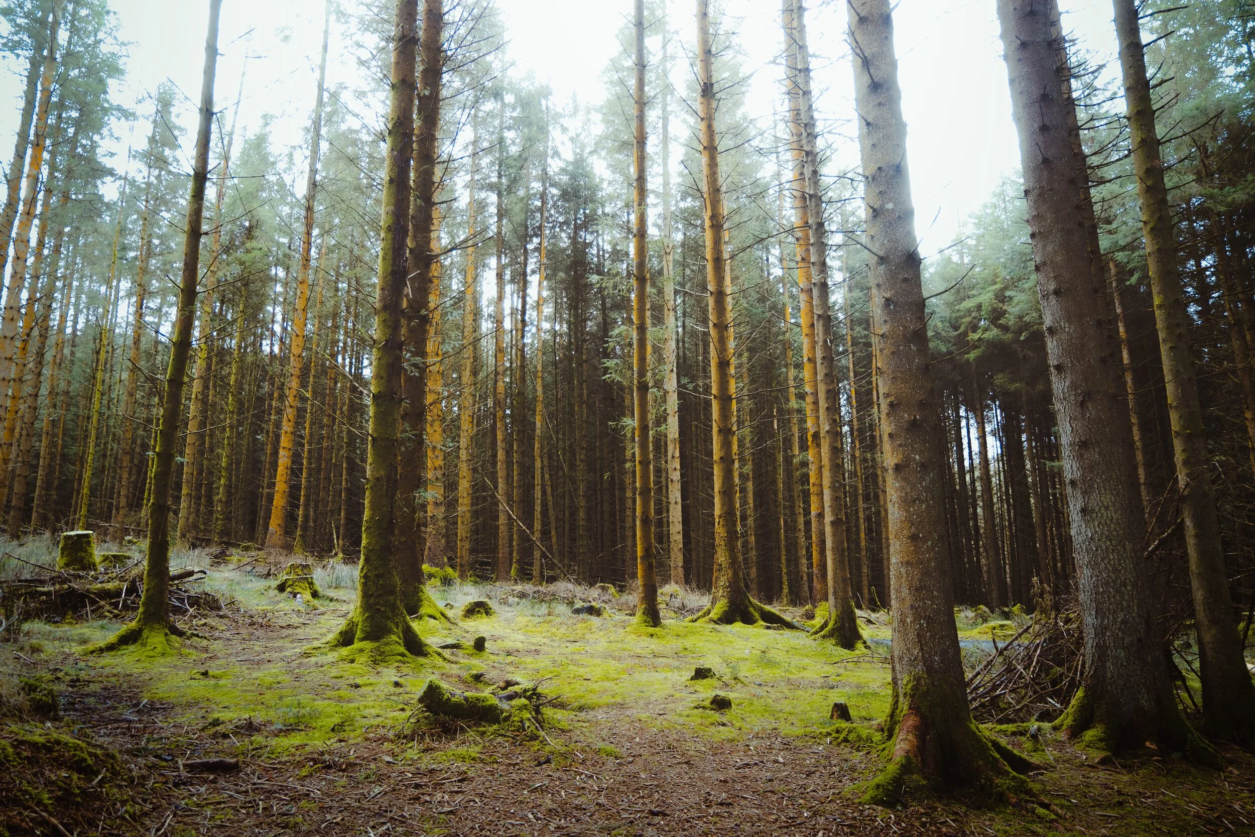  There&rsquo;s some delightful about soft forest light, the ambiance of which I was trying to capture and convey here. 