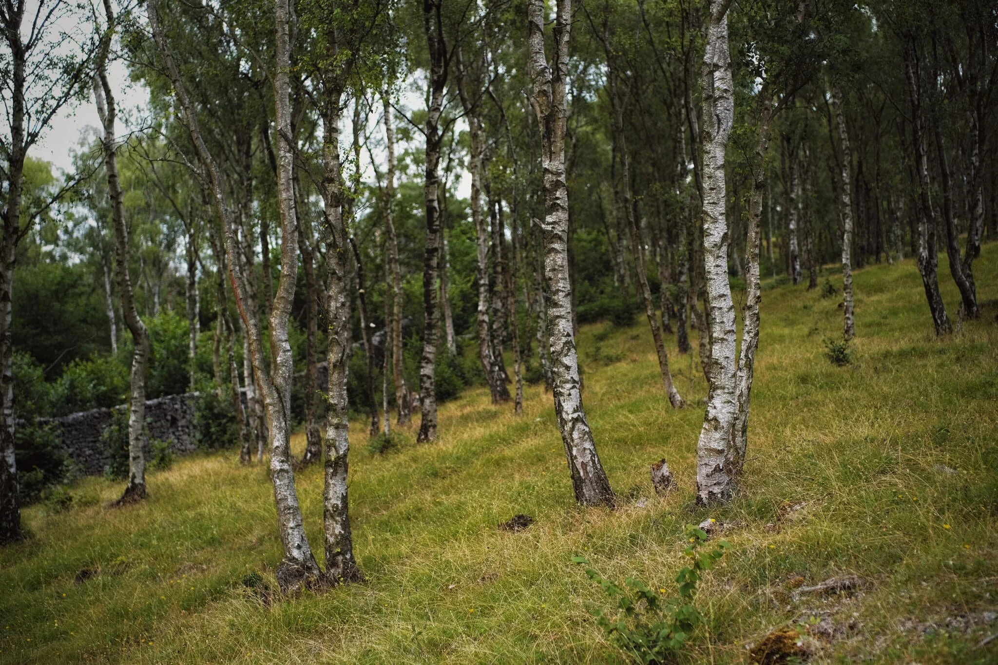  We retraced our steps and picked out a trail heading south towards the Flodder Allotment part of Whitbarrow. The path took us through a silver birch plantation near Horse Pasture Wood. 