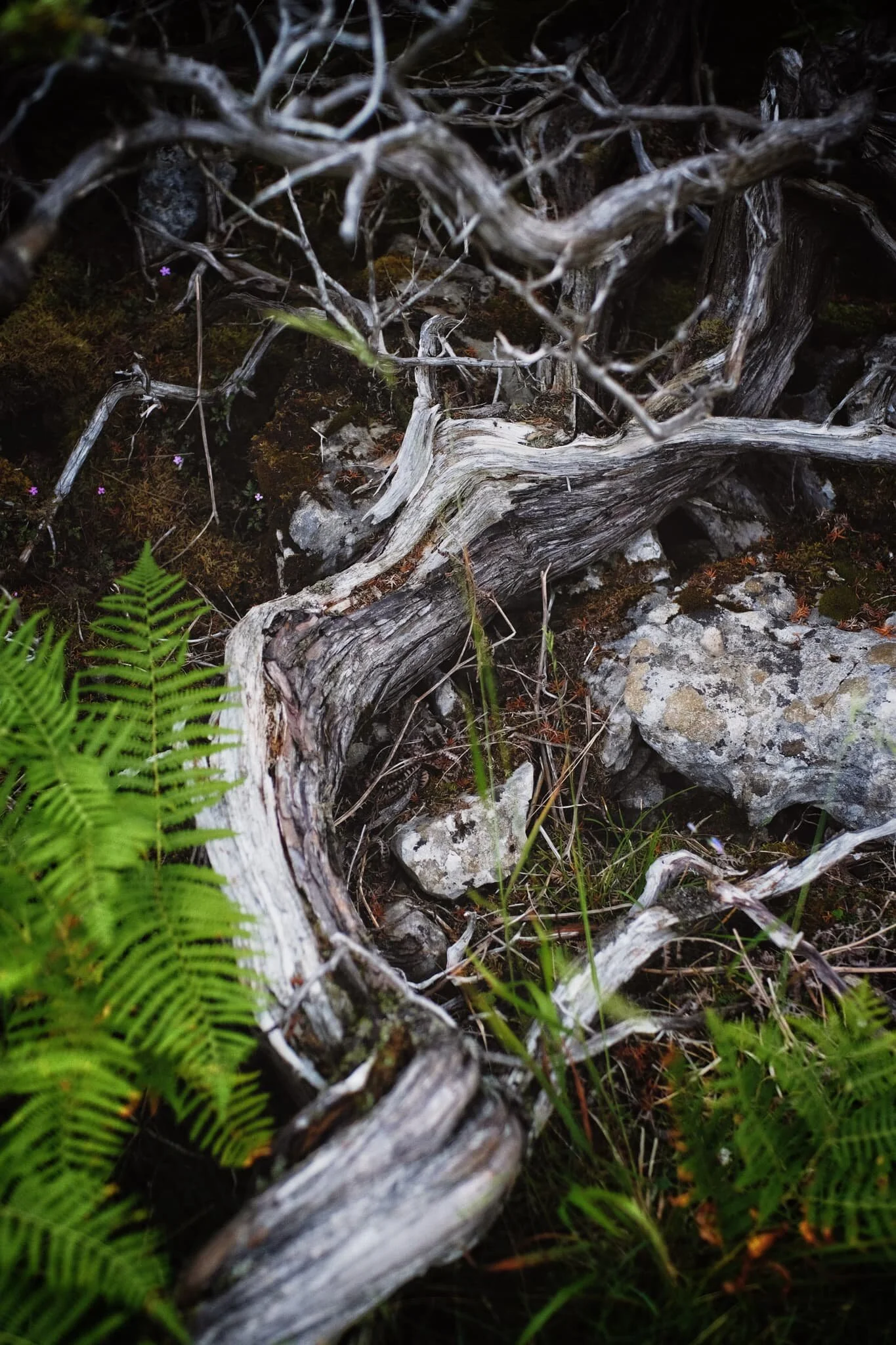  The wonderful contortions of the common juniper,  Juniperus communis . 