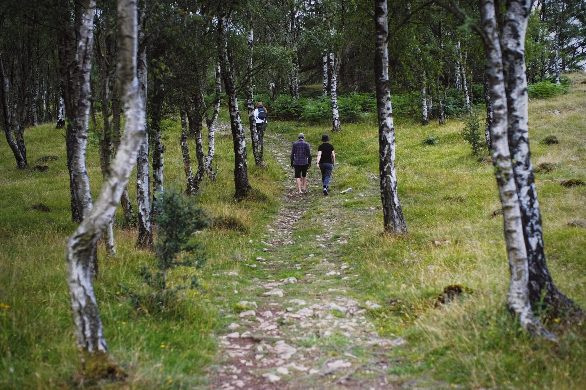  This is the way to the summit of Whitbarrow, known as Lord&rsquo;s Seat. There were plenty of other hikers around the fell, though certainly not enough to make the area feel busy. 