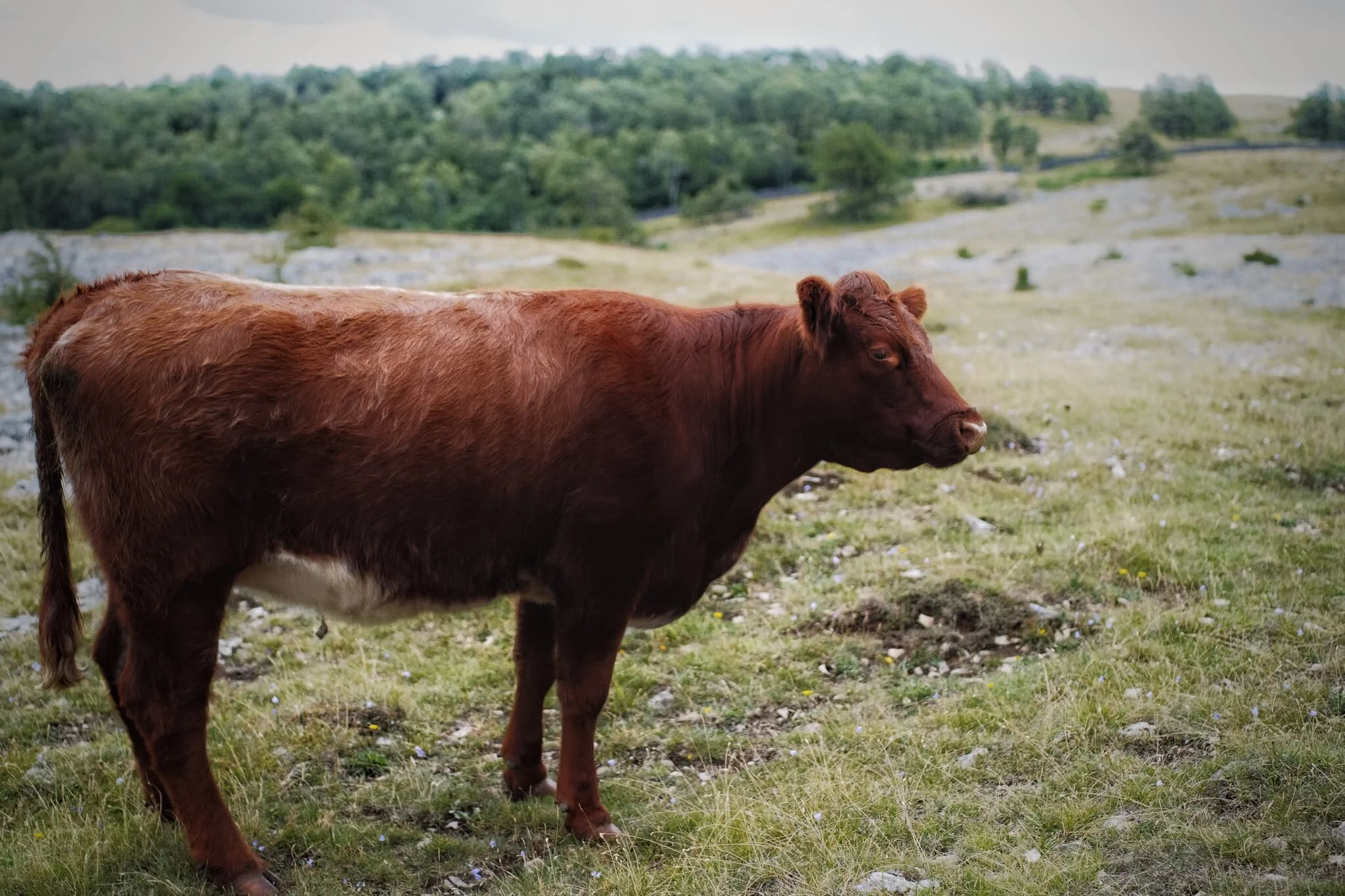  Young cows up on the fell didn&rsquo;t want to give me and my camera too much attention. 