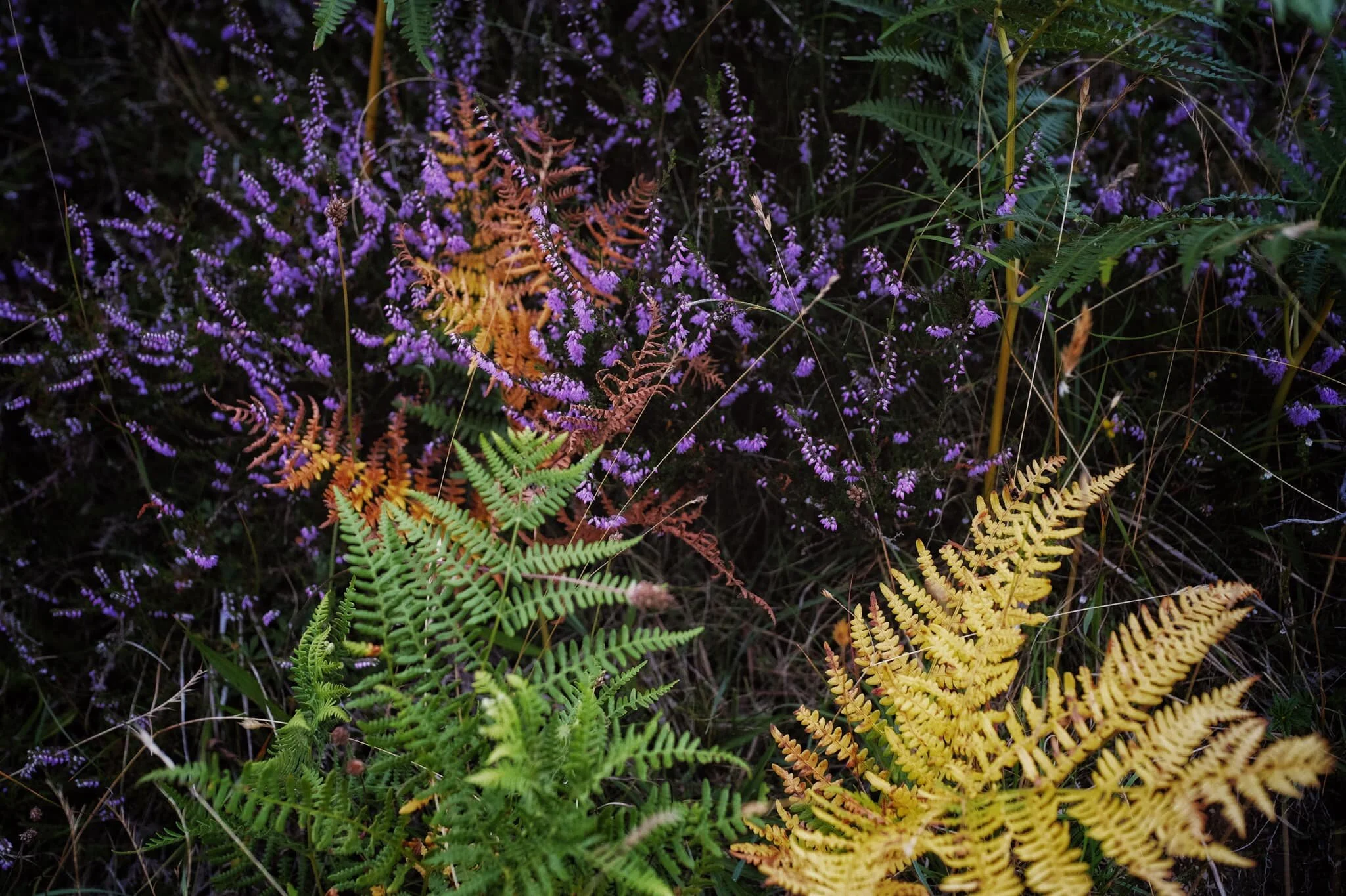  Pretty purple heather is starting to blossom. A sure sign that late summer is coming. 