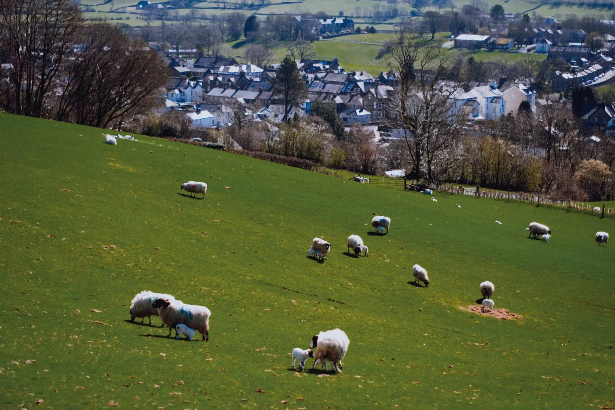 So many lambs around. Always a wonderful sight to see and sound to hear.