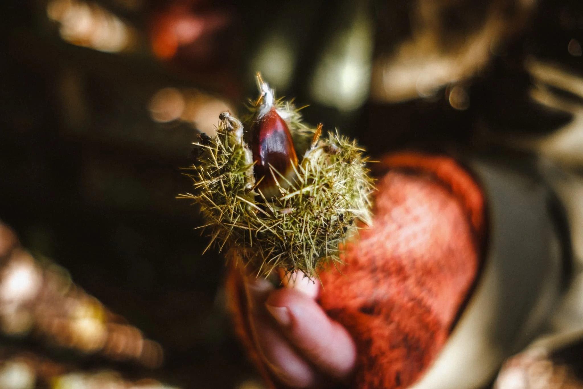  We found Fell Lane and walked up the road to the permitted footpath that takes you up Beacon Pike. Horse chestnuts everywhere! 